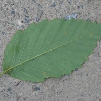 Red Alder